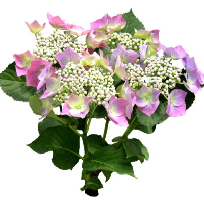 现代花草植物免费su模型(1)