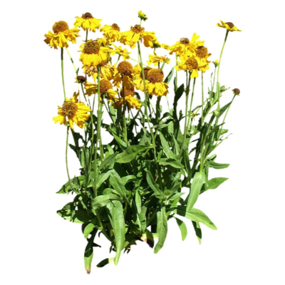 现代花草植物免费su模型(1)