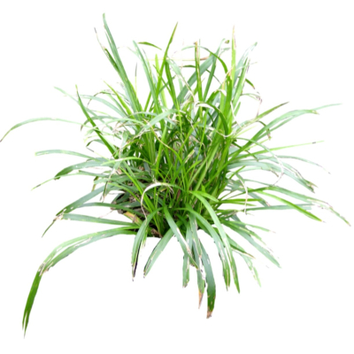 现代花草植物免费su模型(1)
