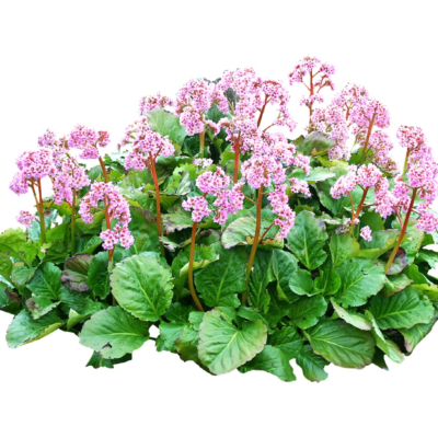 现代花草植物免费su模型(1)