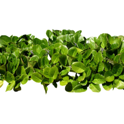 现代花草植物免费su模型(1)
