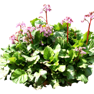 现代花草植物免费su模型(1)