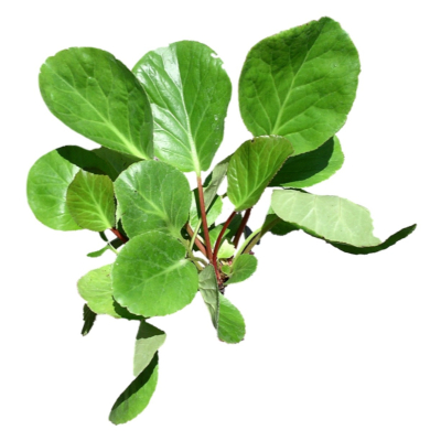 现代花草植物免费su模型(1)