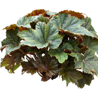 现代花草植物免费su模型(1)
