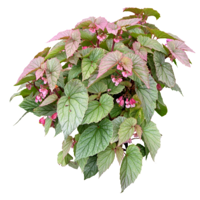 现代花草植物免费su模型(1)