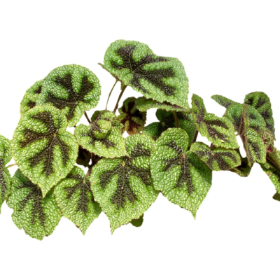 现代花草植物免费su模型(1)