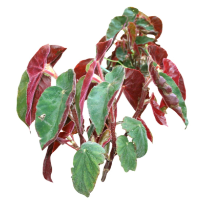 现代花草植物免费su模型(1)