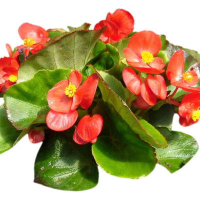 现代花草植物免费su模型(1)