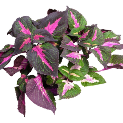 现代花草植物免费su模型(1)