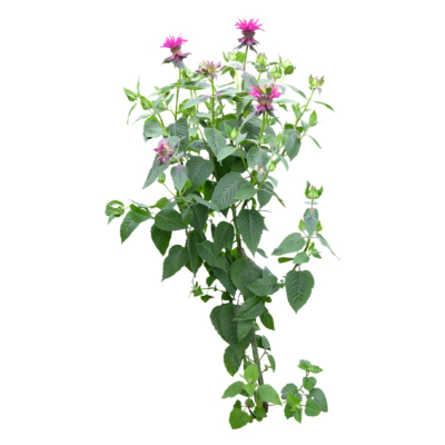 现代花草植物免费su模型(1)
