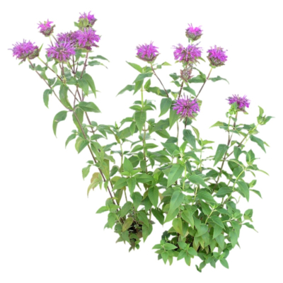 现代花草植物免费su模型(1)