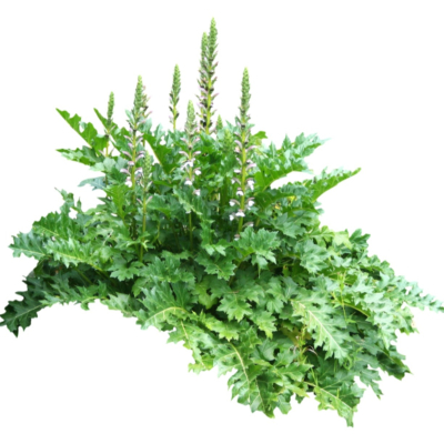 现代花草植物免费su模型(1)