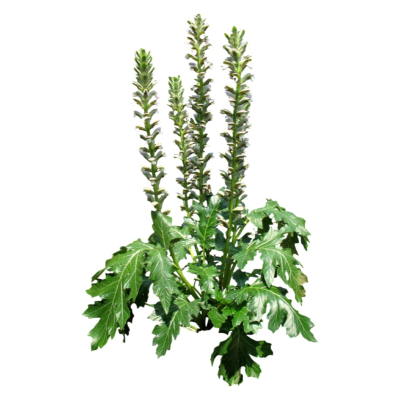现代花草植物免费su模型(1)