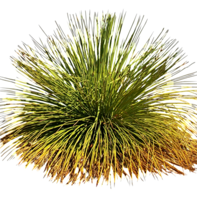 现代花草植物免费su模型(1)