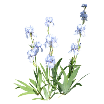 现代花草植物免费su模型(1)