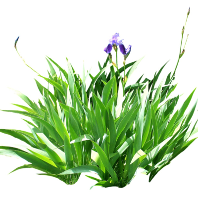 现代花草植物免费su模型(1)