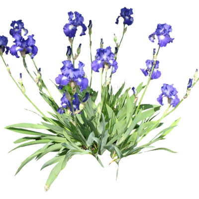 现代花草植物免费su模型(1)