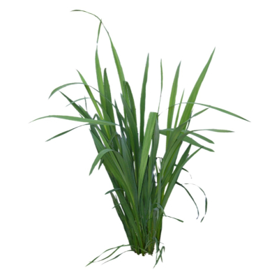 现代花草植物免费su模型(1)