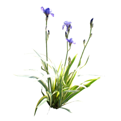 现代花草植物免费su模型(1)