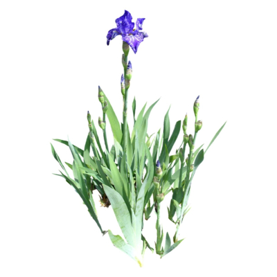 现代花草植物免费su模型(1)