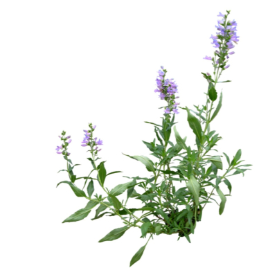 现代花草植物免费su模型(1)