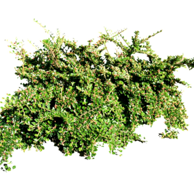 现代花草植物免费su模型(1)