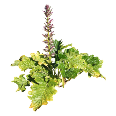现代花草植物免费su模型(1)