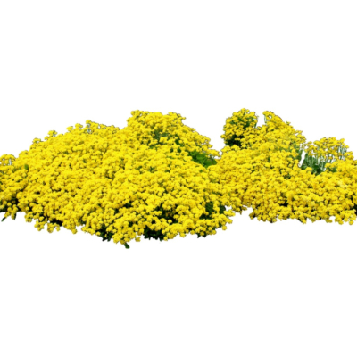 现代花草植物免费su模型(1)