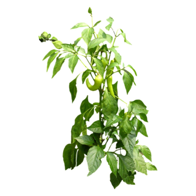 现代花草植物免费su模型(1)