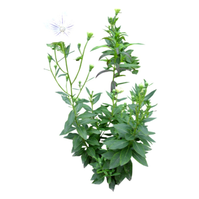 现代花草植物免费su模型(1)