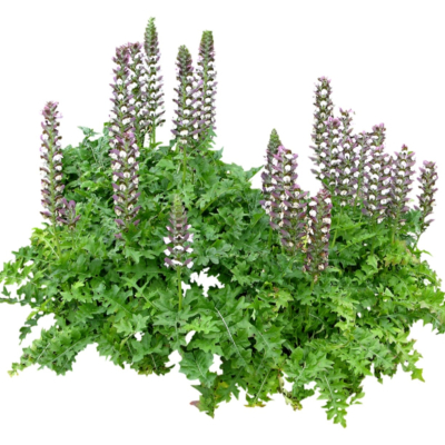 现代花草植物免费su模型(1)