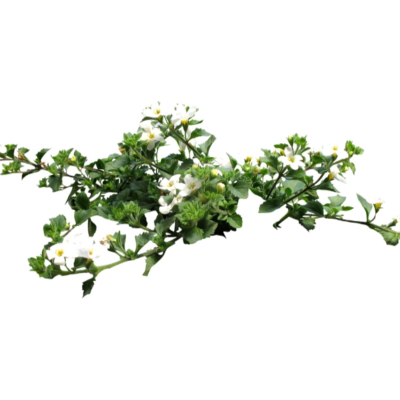 现代花草植物免费su模型(1)