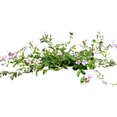 现代花草植物免费su模型(1)