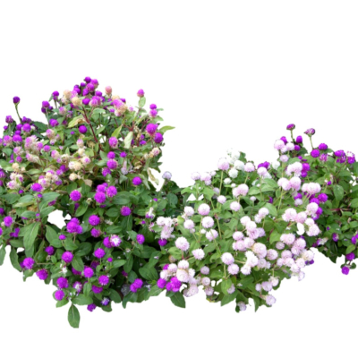 现代花草植物免费su模型(1)