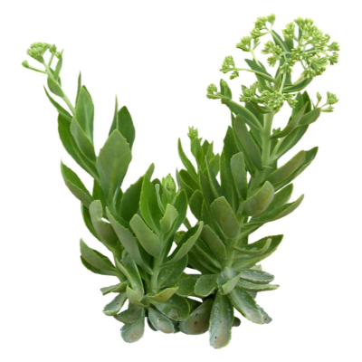 现代花草植物免费su模型(1)