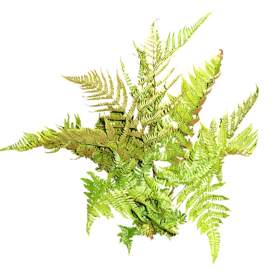 现代花草植物免费su模型(1)