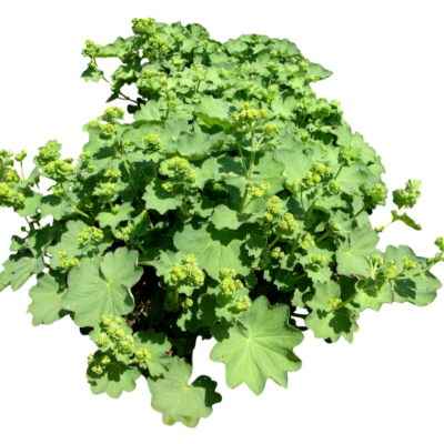 现代花草植物免费su模型(1)