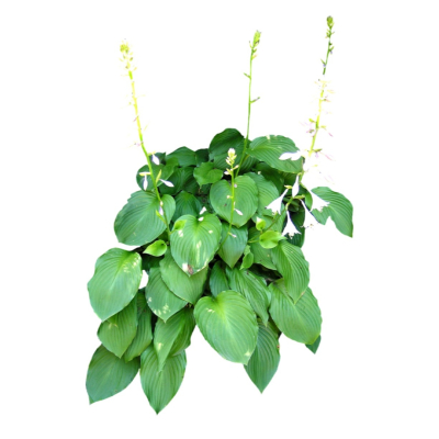 现代花草植物免费su模型(1)