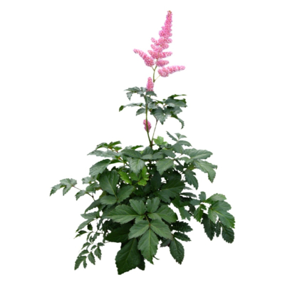 现代花草植物免费su模型(1)
