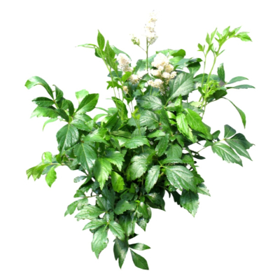 现代花草植物免费su模型(1)