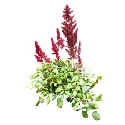 现代花草植物免费su模型(1)