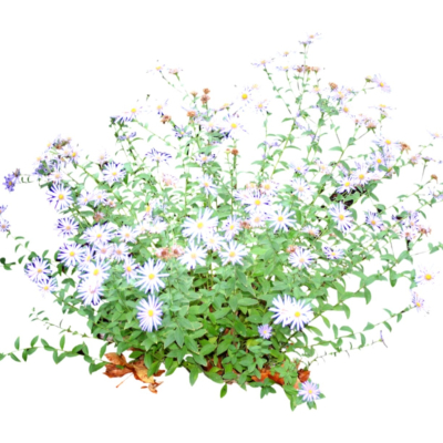 现代花草植物免费su模型(1)