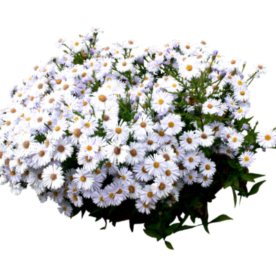 现代花草植物免费su模型(1)