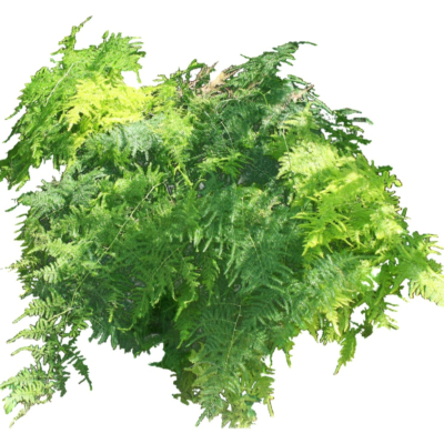 现代花草植物免费su模型(1)
