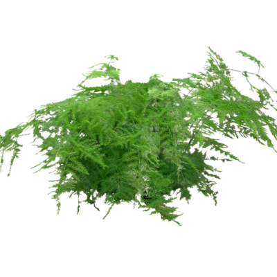 现代花草植物免费su模型(1)