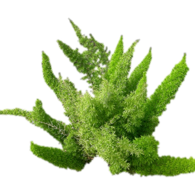 现代花草植物免费su模型(1)