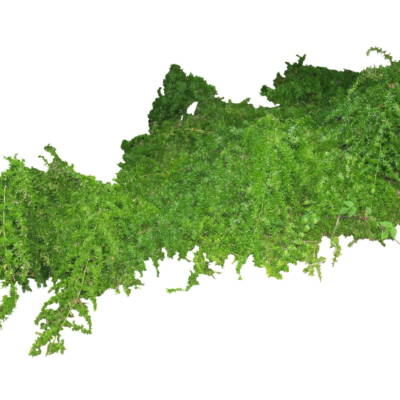 现代花草植物免费su模型(1)