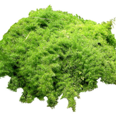 现代花草植物免费su模型(1)