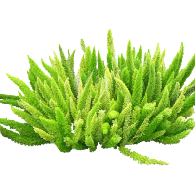 现代花草植物免费su模型(1)