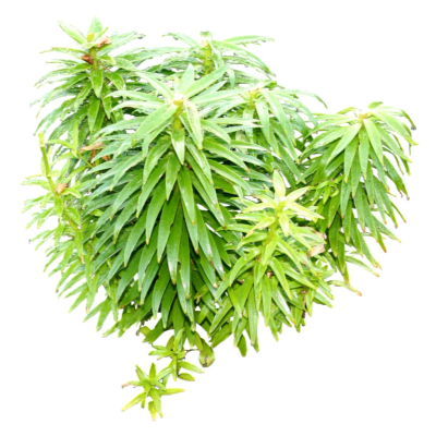 现代花草植物免费su模型(1)